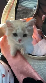 N.M 様のお迎えした子猫