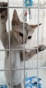 I 様のお迎えした子猫