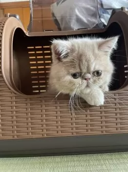 クリハラ キナコ 様のお迎えした子猫