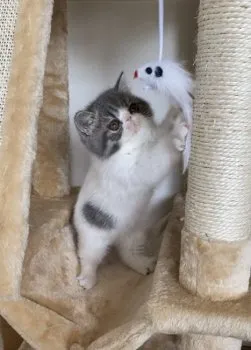 らら 様のお迎えした子猫
