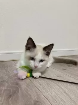 Rin 様のお迎えした子猫