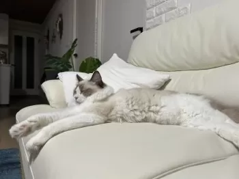 英里子 様のお迎えした子猫
