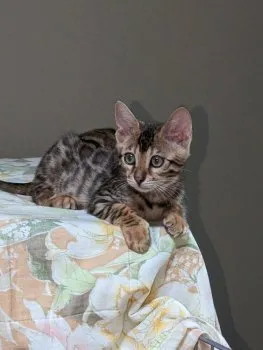 琥珀兄 様のお迎えした子猫