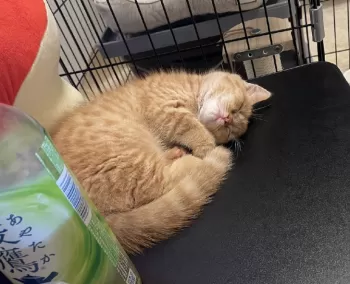オガワ 様のお迎えした子猫
