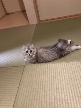 AS 様のお迎えした子猫