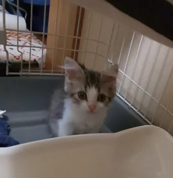 こむすび 様のお迎えした子猫