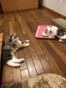 S·U 様のお迎えした子猫