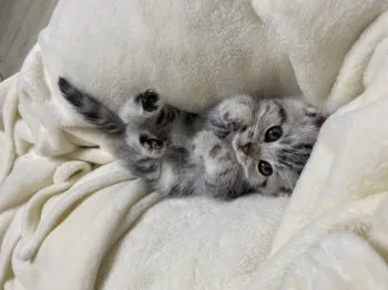 じゅん 様のお迎えした子猫