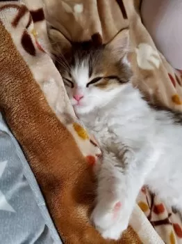 あこまる 様のお迎えした子猫