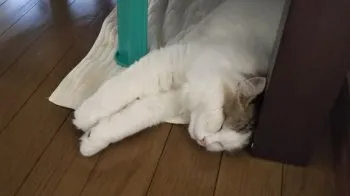 ゆきママ 様のお迎えした子猫