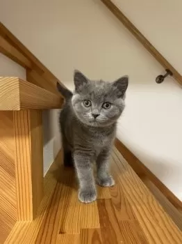 A.M 様のお迎えした子猫