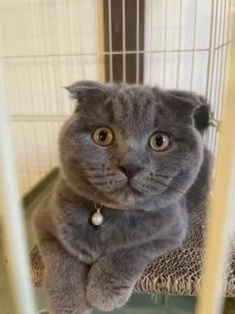 たじゅ 様のお迎えした子猫