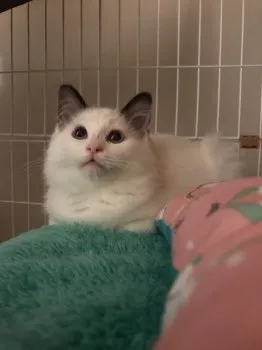 K.K 様のお迎えした子猫