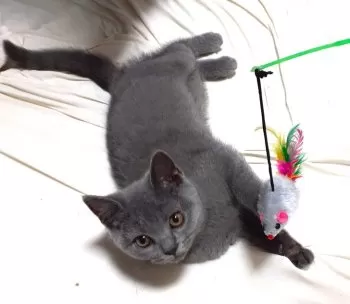 M.K 様のお迎えした子猫