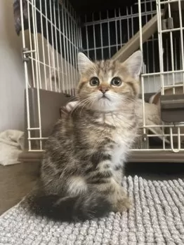 hat 様のお迎えした子猫