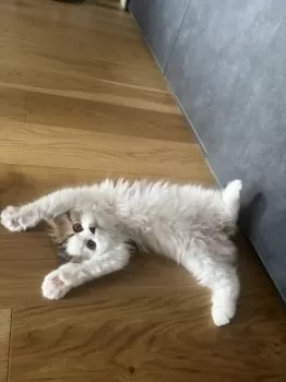 まい 様のお迎えした子猫