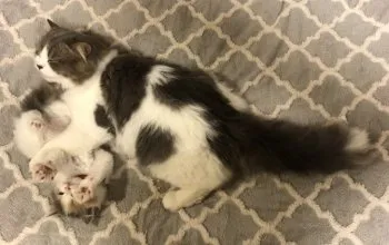 けいちゃん 様のお迎えした子猫