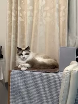エリンゴ 様のお迎えした子猫