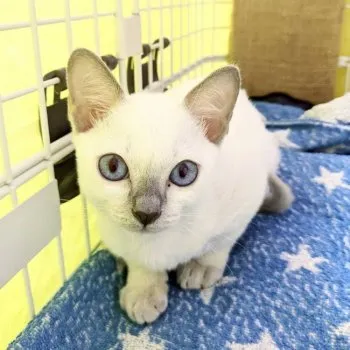 とうふ 様のお迎えした子猫