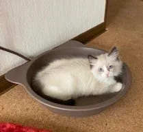 まお 様のお迎えした子猫