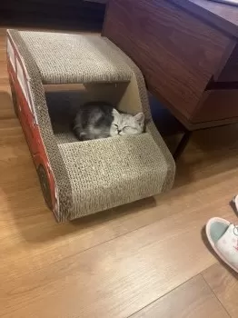C.A 様のお迎えした子猫