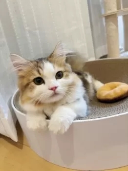 N 様のお迎えした子猫