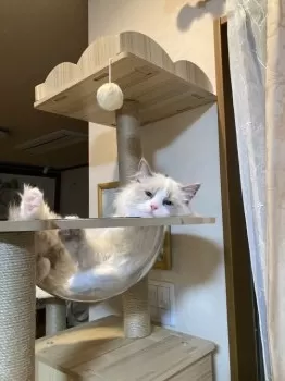 だいあ 様のお迎えした子猫