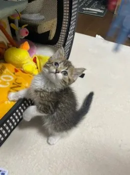 はなちゃん 様のお迎えした子猫