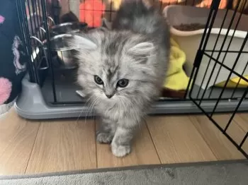 R.U 様のお迎えした子猫