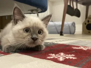 M.O 様のお迎えした子猫