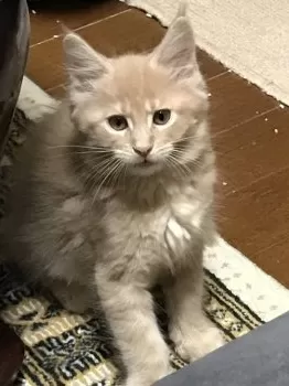 かもりん 様のお迎えした子猫