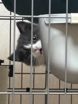 A.S 様のお迎えした子猫