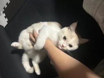 H.K. 様のお迎えした子猫