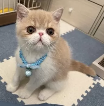 おいまり 様のお迎えした子猫