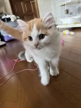 S.Y 様のお迎えした子猫