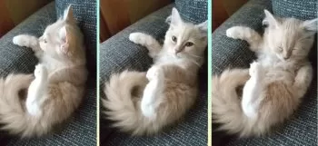 みや 様のお迎えした子猫