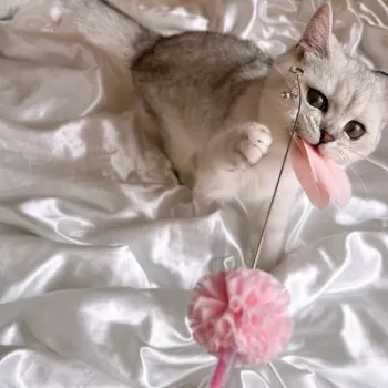 みやこ 様のお迎えした子猫