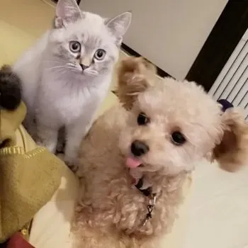 えりー 様のお迎えした子猫
