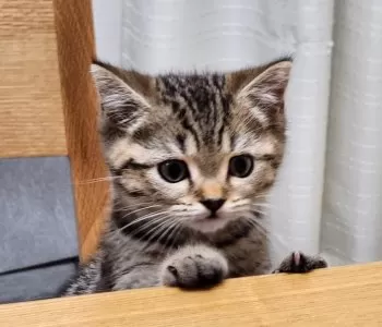 Y.A 様のお迎えした子猫