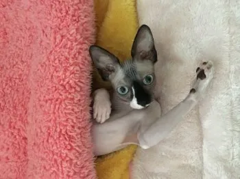i 様のお迎えした子猫