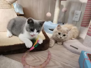 H.H 様のお迎えした子猫