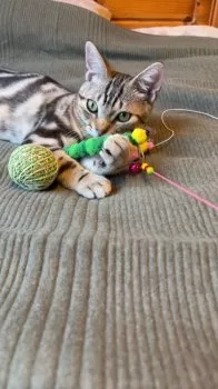 Y.A 様のお迎えした子猫