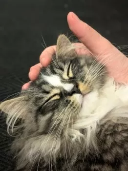 A.H 様のお迎えした子猫