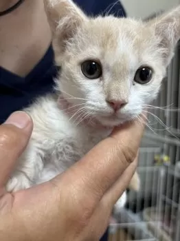 チヨ 様のお迎えした子猫