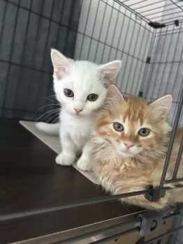 くどう 様のお迎えした子猫
