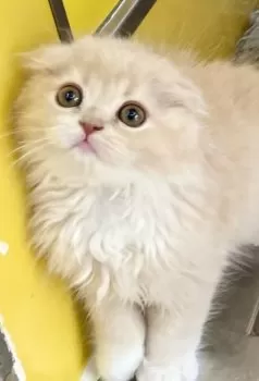 T.S 様のお迎えした子猫