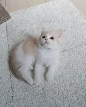A・T 様のお迎えした子猫
