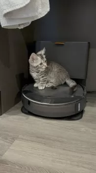 二郎 様のお迎えした子猫