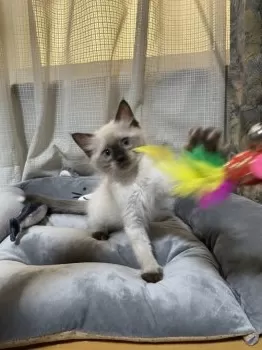 ちいちいちいちゃん 様のお迎えした子猫