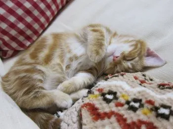 グリコ&ハル 様のお迎えした子猫